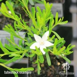 Crowea White Star - Waxflower -Bloom Field Shop apo crowea white star tubestock
