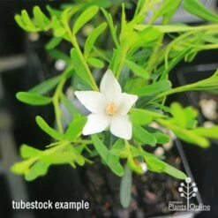 Crowea White Star - Waxflower -Bloom Field Shop apo crowea white star tubestock2