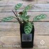 Ctenanthe Burle Marxii -Bloom Field Shop apo ctenanthe burle marx tubestock