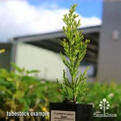 Cupressus Lemon Scent - Lemon Cypress -Bloom Field Shop apo cupressus lemon scent tubestock