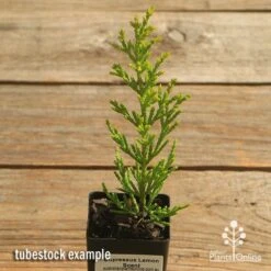 Cupressus Lemon Scent - Lemon Cypress -Bloom Field Shop apo cupressus lemon scent tubestock top