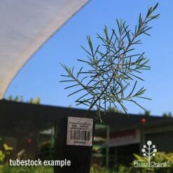 Chamelaucium Dancing Queen - Waxflower 15 Chamelaucium Dancing Queen - Waxflower -Bloom Field Shop apo dancing queen tubestock