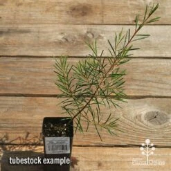 Chamelaucium Dancing Queen - Waxflower 21 Chamelaucium Dancing Queen - Waxflower -Bloom Field Shop apo dancing queen tubestock top