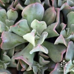 Echeveria Dark Vader - Succulent -Bloom Field Shop apo dark vader echeveria