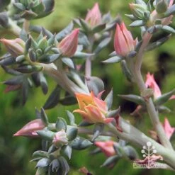 Echeveria Dark Vader - Succulent -Bloom Field Shop apo dark vader flowerstem close