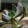 Echeveria Dark Vader - Succulent -Bloom Field Shop apo dark vader leaf close