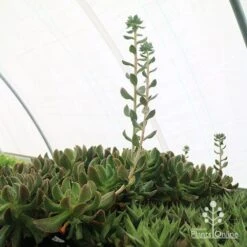 Echeveria Dark Vader - Succulent -Bloom Field Shop apo dark vader new shoots