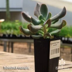 Bloom Field Shop -Bloom Field Shop apo dark vader tubestock