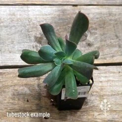 Echeveria Dark Vader - Succulent -Bloom Field Shop apo dark vader tubestock top