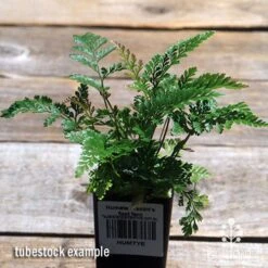 Humata - Rabbit's Foot Fern -Bloom Field Shop apo davallia humata fern