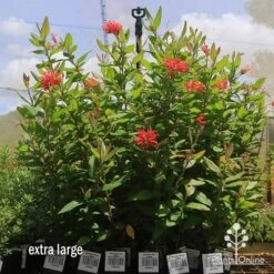 Grevillea Deua Flame -Bloom Field Shop apo deua flame dec large