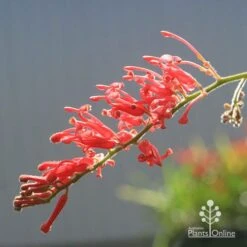 Grevillea Deua Flame -Bloom Field Shop apo deua flame flower