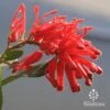Grevillea Deua Flame 1 Grevillea Deua Flame -Bloom Field Shop apo deua flame flower closeup