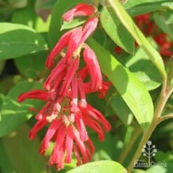 Grevillea Deua Flame -Bloom Field Shop apo deua flame flower cluster