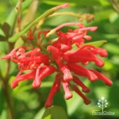 Grevillea Deua Flame -Bloom Field Shop apo deua flame full open flower