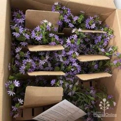 Scaevola Purple Fanfare - Fan Flower -Bloom Field Shop apo diana taylor scaevola unboxing