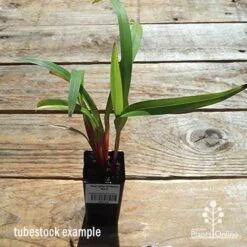 Dianella Cherry Red 20 Dianella Cherry Red -Bloom Field Shop apo dianella cherry red tubestock top