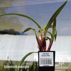 Dianella Cherry Red 16 Dianella Cherry Red -Bloom Field Shop apo dianella cherry red tubestock3