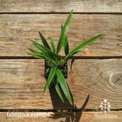 Dianella Little Jess -Bloom Field Shop apo dianella little jess tubestock top