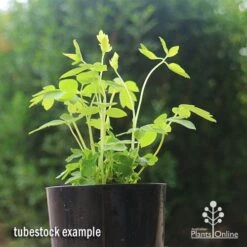 Dicentra Alba - Bleeding Heart - 75mm BIGGER Size -Bloom Field Shop apo dicentra alba tubestock