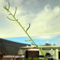 Peperomia Dolabriformis - Prayer Pepper - Succulent -Bloom Field Shop apo dolabriformis flowerspike