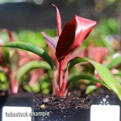 Cordyline Fruticosa Dr Brown -Bloom Field Shop apo dr brown tubestock
