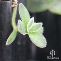 Crassula Dubia - Succulent 14 Crassula Dubia - Succulent -Bloom Field Shop apo dubia fuzzy leaf