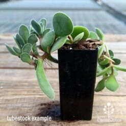 Crassula Dubia - Succulent 11 Crassula Dubia - Succulent -Bloom Field Shop apo dubia tubestock reverse