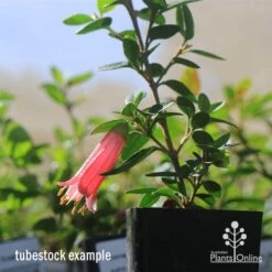 Correa Dusky Bells -Bloom Field Shop apo dusky bells correa flower tubestock