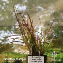 Pennisetum - Dwarf Purple Fountain Grass 11 Pennisetum - Dwarf Purple Fountain Grass -Bloom Field Shop apo dwarf pfg tubestock