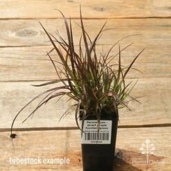 Pennisetum - Dwarf Purple Fountain Grass 14 Pennisetum - Dwarf Purple Fountain Grass -Bloom Field Shop apo dwarf pfg tubestock top