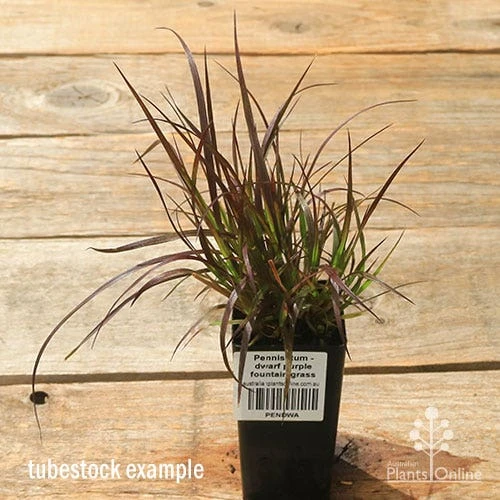 Pennisetum - Dwarf Purple Fountain Grass 8 Pennisetum - Dwarf Purple Fountain Grass - Image 6