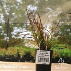Pennisetum - Dwarf Purple Fountain Grass 13 Pennisetum - Dwarf Purple Fountain Grass -Bloom Field Shop apo dwarf pfg tubestock2