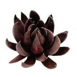 Echeveria Black Knight - Succulent -Bloom Field Shop apo echeveria black knight promo