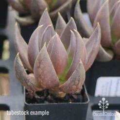 Echeveria Black Knight - Succulent -Bloom Field Shop apo echeveria black knight tubestock