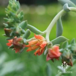 Echeveria Topsy Turvy - Succulent 18 Echeveria Topsy Turvy - Succulent -Bloom Field Shop apo echeveria topsy turvy flowers