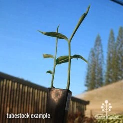 Zingiber - Edible Ginger -Bloom Field Shop apo edible ginger tubestock