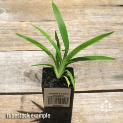 Dianella Emerald Fountain -Bloom Field Shop apo emerald fountain dianella tubestock top