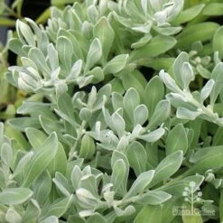 Eremophila Blue Horizon - Emu Bush 30 Eremophila Blue Horizon - Emu Bush -Bloom Field Shop apo eremophila blue horizon foliage