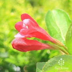 Weigela Eva Rathke -Bloom Field Shop apo eva rathke weigela flowerbuds