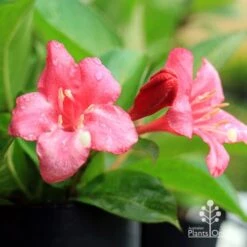 Weigela Eva Rathke -Bloom Field Shop apo eva rathke weigela flowers 1