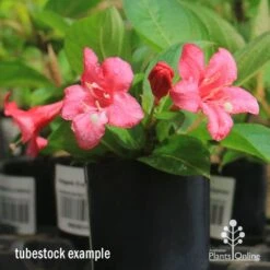 Weigela Eva Rathke -Bloom Field Shop apo eva rathke weigela tubestock flowering
