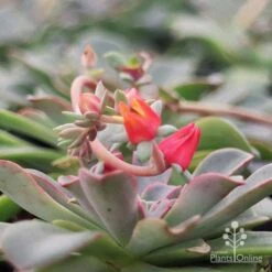 Echeveria Fantastic Fountain - Succulent 17 Echeveria Fantastic Fountain - Succulent -Bloom Field Shop apo fantastic fountain flower