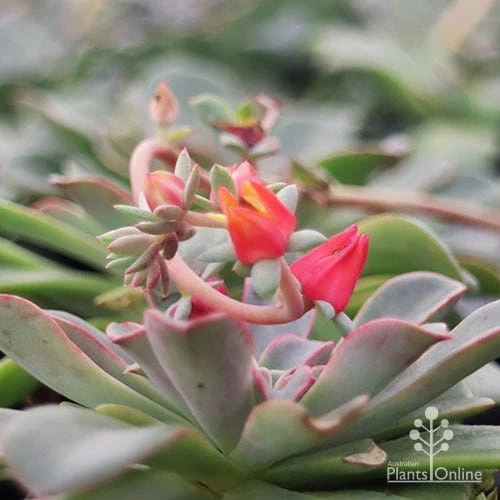 Echeveria Fantastic Fountain - Succulent 9 Echeveria Fantastic Fountain - Succulent - Image 7