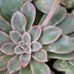 Echeveria Fantastic Fountain - Succulent 15 Echeveria Fantastic Fountain - Succulent -Bloom Field Shop apo fantastic fountain leaf colour