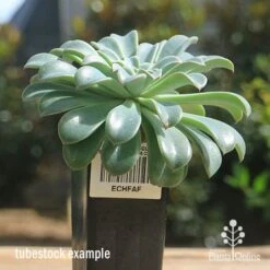 Echeveria Fantastic Fountain - Succulent 13 Echeveria Fantastic Fountain - Succulent -Bloom Field Shop apo fantastic fountain tubestock