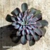 Echeveria Fantastic Fountain - Succulent -Bloom Field Shop apo fantastic fountain tubestock above