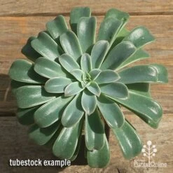 Echeveria Fantastic Fountain - Succulent 16 Echeveria Fantastic Fountain - Succulent -Bloom Field Shop apo fantastic fountain tubestock top perfect