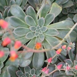 Echeveria Fantastic Fountain - Succulent 18 Echeveria Fantastic Fountain - Succulent -Bloom Field Shop apo fantastic fountain 1