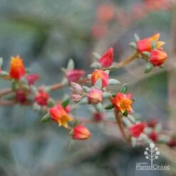 Echeveria Fantastic Fountain - Succulent 14 Echeveria Fantastic Fountain - Succulent -Bloom Field Shop apo fantasticfountain flowers